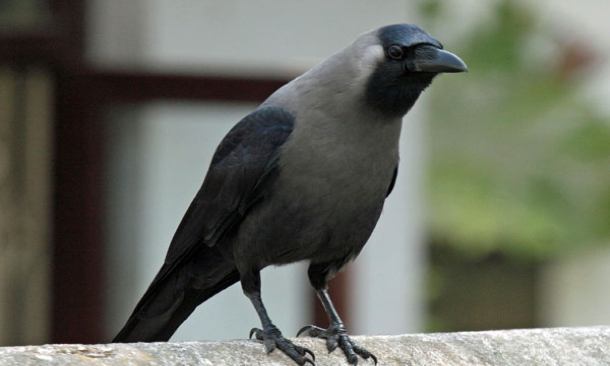  Do You Know The Sign Of A Crow Often Burning In The Southwest Crow, Signel, South, Money, Kubharudu, Southwest-TeluguStop.com