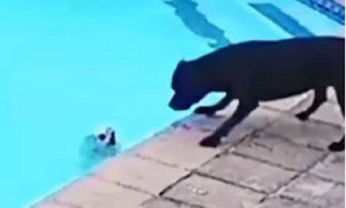  Dog Saves Puppy From Drowning In Swimming Pool Viral Video , Dog Saves Puppy , Swimming Pool , Viral Video , Swimming ,-TeluguStop.com