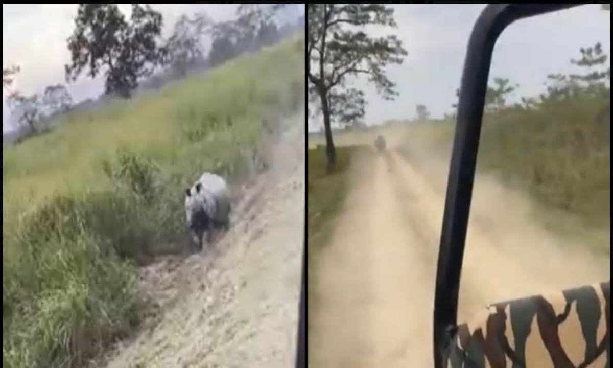  Rhinoceros Showing Fear Of Death To Tourists Heartstopping Video Is For You, Viral Latest, Viral News,social Media, Viral Video, Tourists,-TeluguStop.com