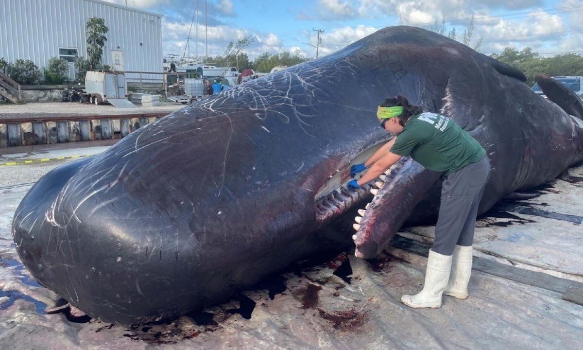  Marine Debris And Plastic Found In The Stomach Of Died Whale In Florida Details, Viral Latest, Viral News, Social Media,, Marine Debris ,plastic , Stomach Of Died Whale ,florida, Plastic In Whale Stomach, Plastic Wastages, Died Whale-TeluguStop.com