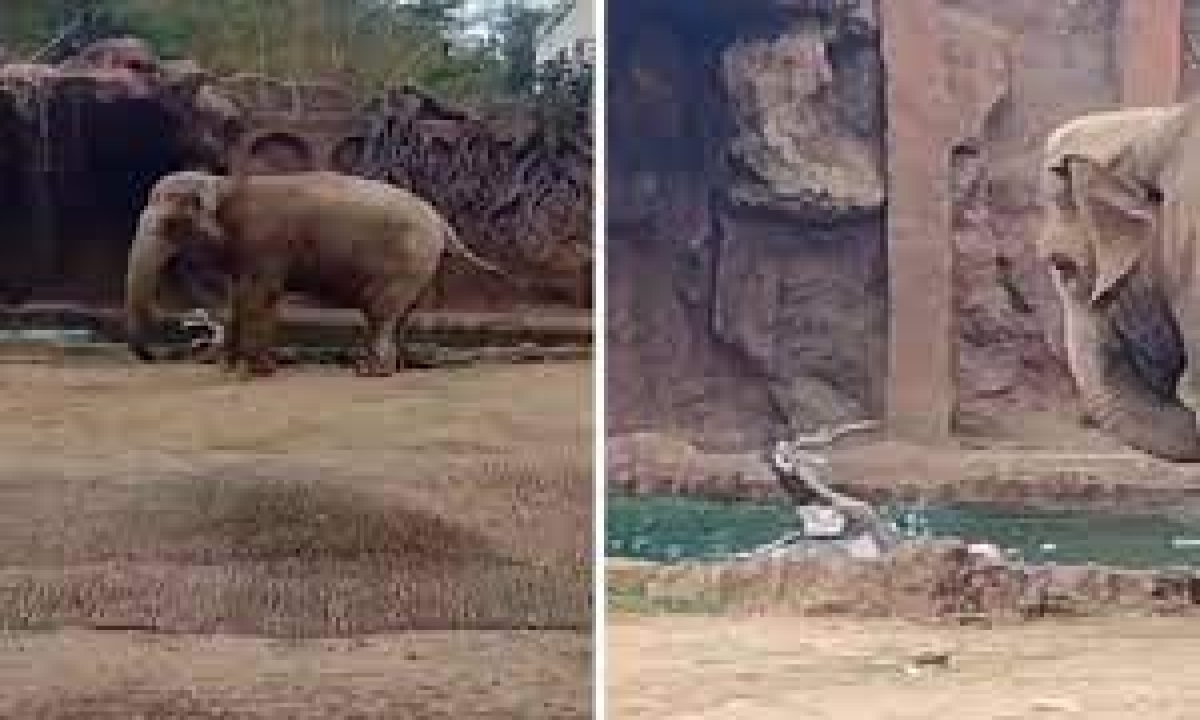  Do You Know What The Elephant Did When He Saw The Deer Drowning In The Water Water, Elephant, Viral Latest, Deer , Viral News, Social Media,-TeluguStop.com