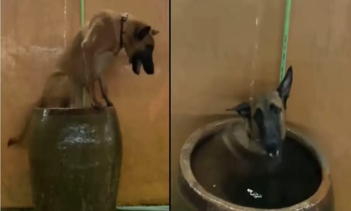  These Dog Falling Cats Are Not Normal To Reduce The Summer Heat , Dog, Viral Latest, Viral News, Social Media, Water, Drinking-TeluguStop.com