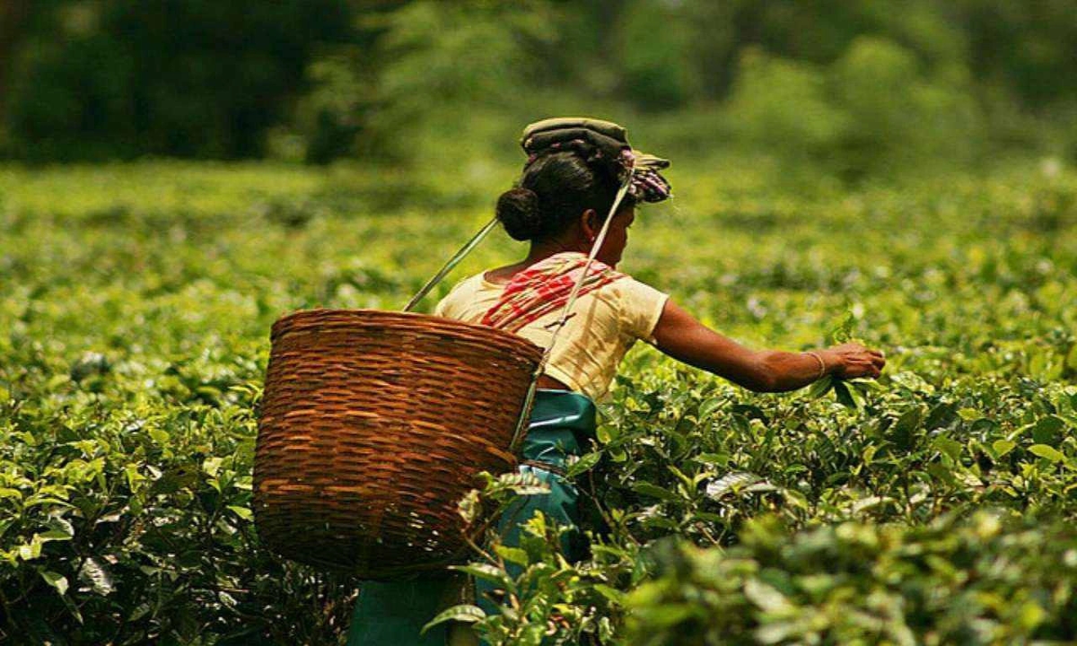 Rare Assam Tea Sold For Record Price Of Rs. 1 Lakh,assam,tea Powder,assam Esah Tea ,pabhojan Gold Tea,tea Varieties, Most Expensive Tea-TeluguStop.com