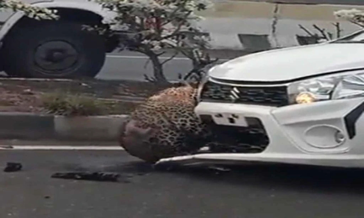  Leopard Hit By Car On Highway Viral Video, Leopard,bollywood Actress Raveena Tandon,leopard Videos,viral Video,social Media-TeluguStop.com