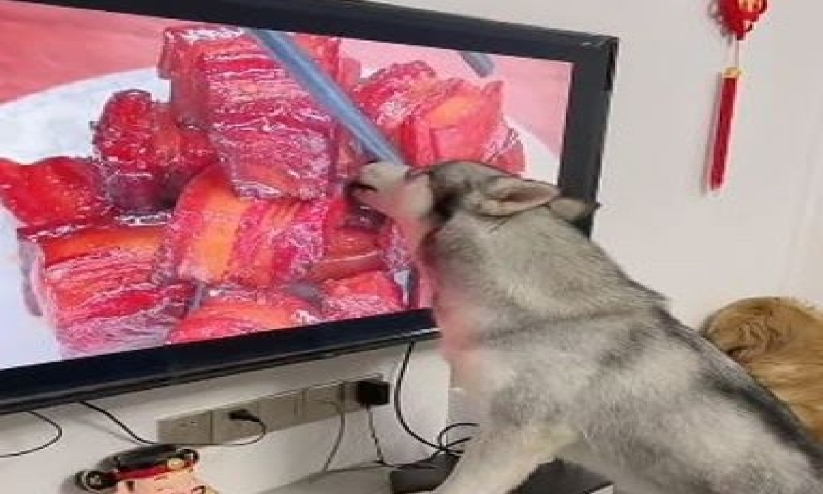  Viral Video Seeing Meat On Tv Dog Started Licking Funny Video Details, Tv, Tempt, Viral Latest, News Viral Social Media, Video Viral, Dog, Viral Video ,seeing Meat On Tv ,dog Started Licking ,dog Funny Video, Husky Dog, Dog Licking Tv,-TeluguStop.com