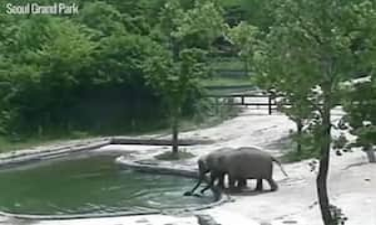  Viral Video Mother Elephant Saved Baby Elephant Fell In Swimming Pool Details, Elephant, Love, Family, Viral Latest, News Viral, Social Media, Video Viral , Mother Elephant, Baby Elephant, Swimming Pool, Viral Animals Video-TeluguStop.com