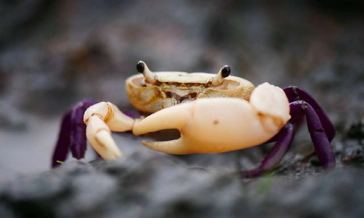  A Rare Crab Is Available In Karnataka Scientists Are Surprised ,karnataka, Crabs, Found, Viral Latest, News Viral, Social Media ,rare Crab-TeluguStop.com