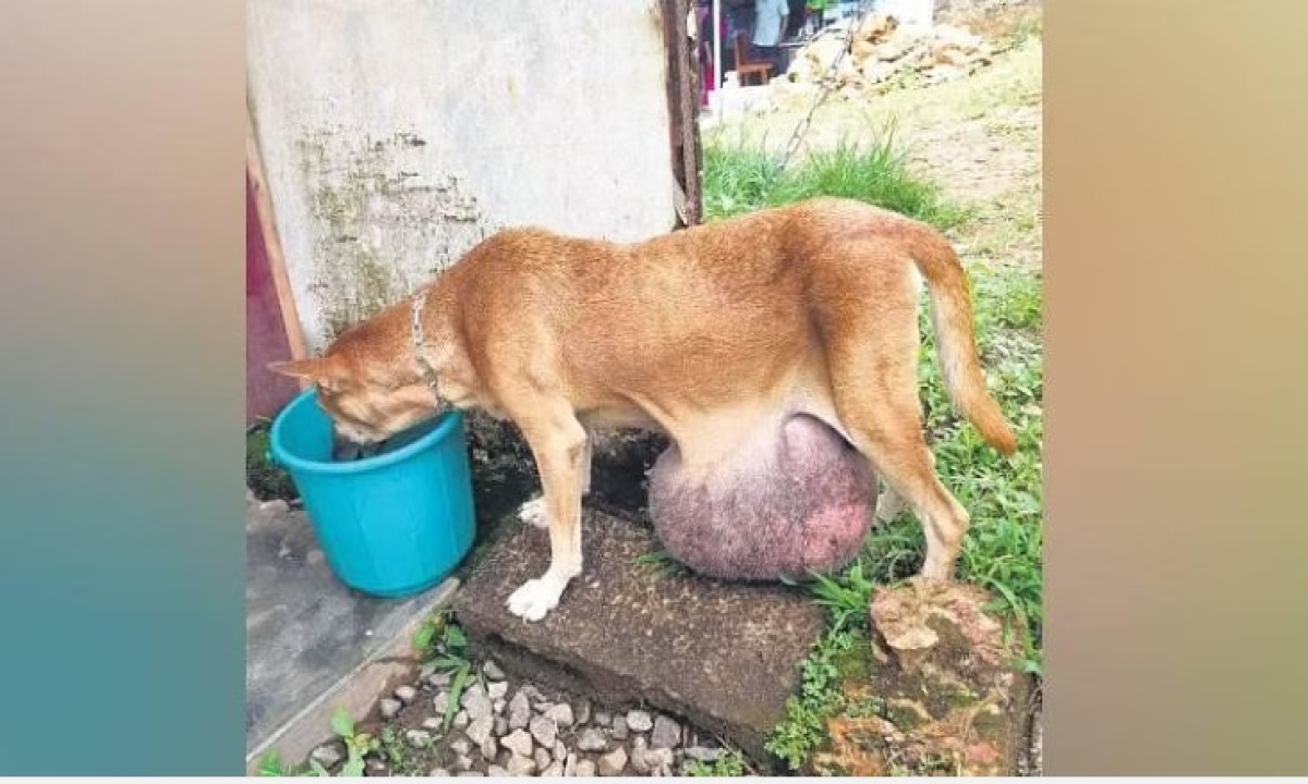  Kerala Village People Came Together To Save A Dog With Tumor Details, Dog, Viral Latest, News Viral, Social Media, Kerala , Kerala Village People , Save A Dog With Tumor, Dog Muttumani, Kasargod Village People, Veterinary Hospital, Humanity-TeluguStop.com