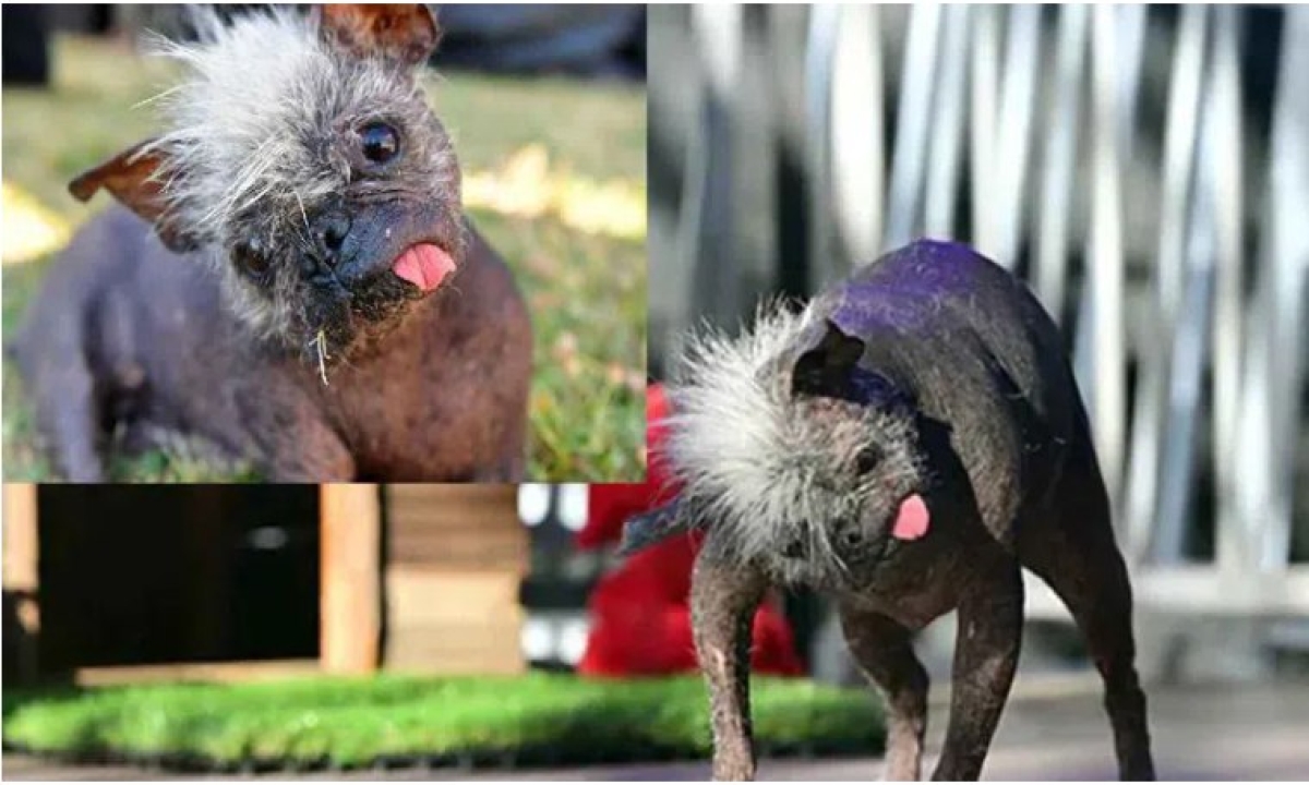  No One Wants To Adopt That Dog But It Won Rs Lakh , World Ugliest Dog , Viral Latest , News Viral , Social Media , Pet , Foreign Country , Nasty Dog ​​competition, Chihuahua Mix ,zeneda Benelli-TeluguStop.com