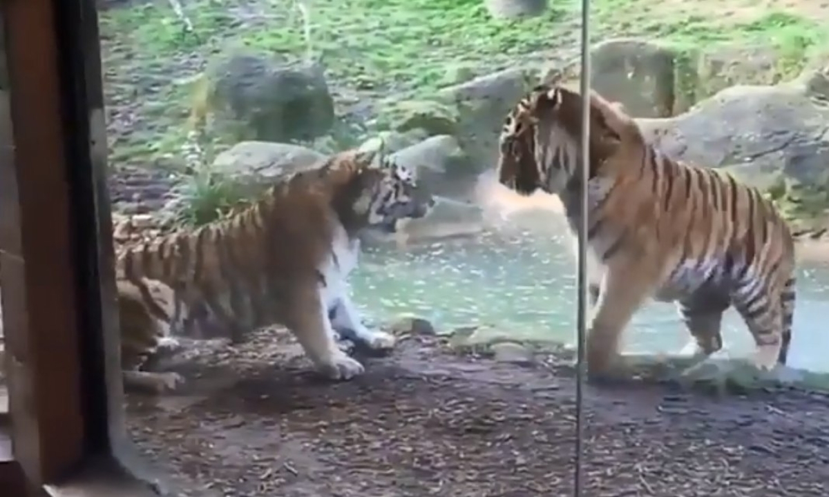  The Mother Tiger Crushed The Tiger Cub For Disturbing Its Sleep Tiger, Fight, Viral Latest, News Viral, Latest News, Viral Video-TeluguStop.com