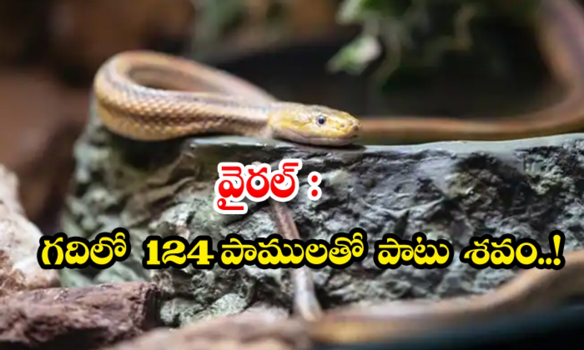  Person Found Dead In Courtyard Of House, 124 Snakes Surrounded Corpse,124snakes , Man Died Viral News, America, Snakes In House-TeluguStop.com