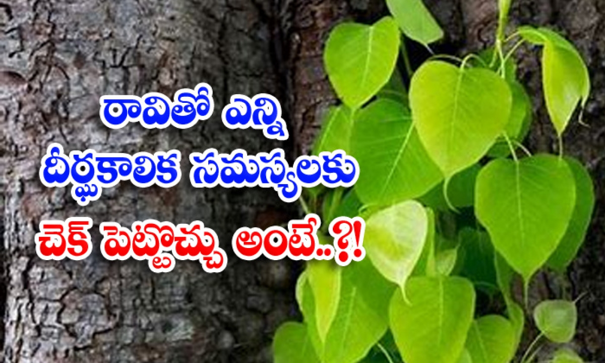  Peepal Tree, Benifits, Health Care, Helath Tips, Health Benifits,health Tips-TeluguStop.com
