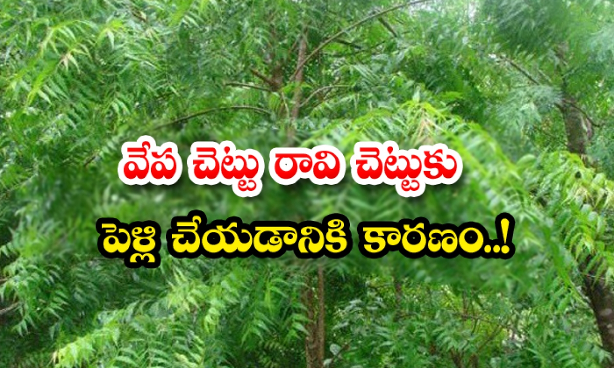  Why Do We See Neem And Peepal Tree In Temple , Ravi Tree, Neem Tree, Marrige, Reason-TeluguStop.com