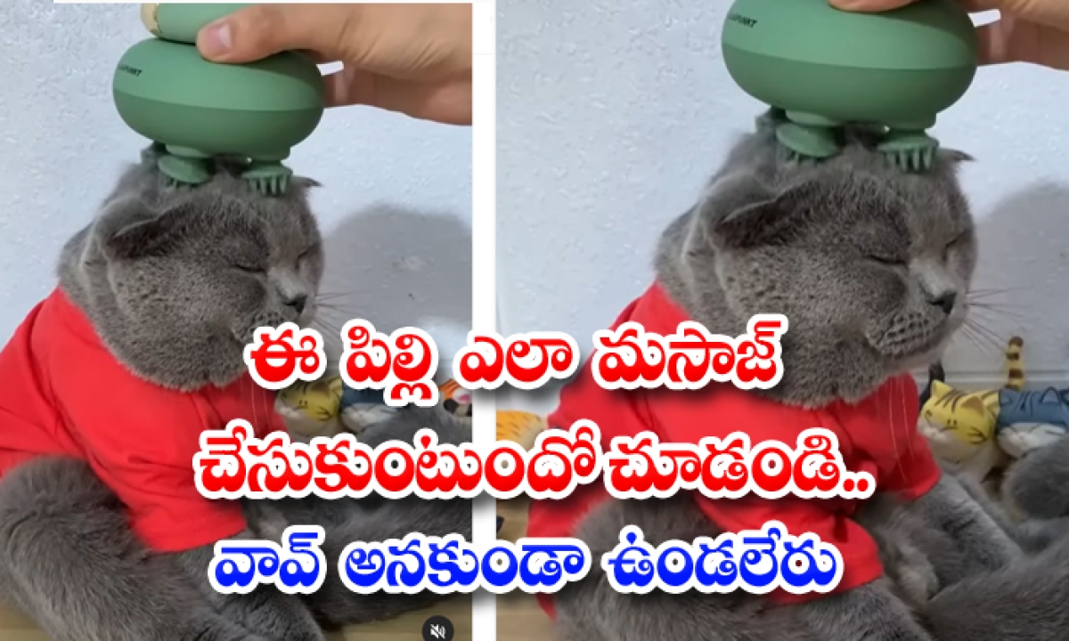  See How This Cat Massages Can't Wait To Say Wow, Cat Massages, Viral Video-TeluguStop.com
