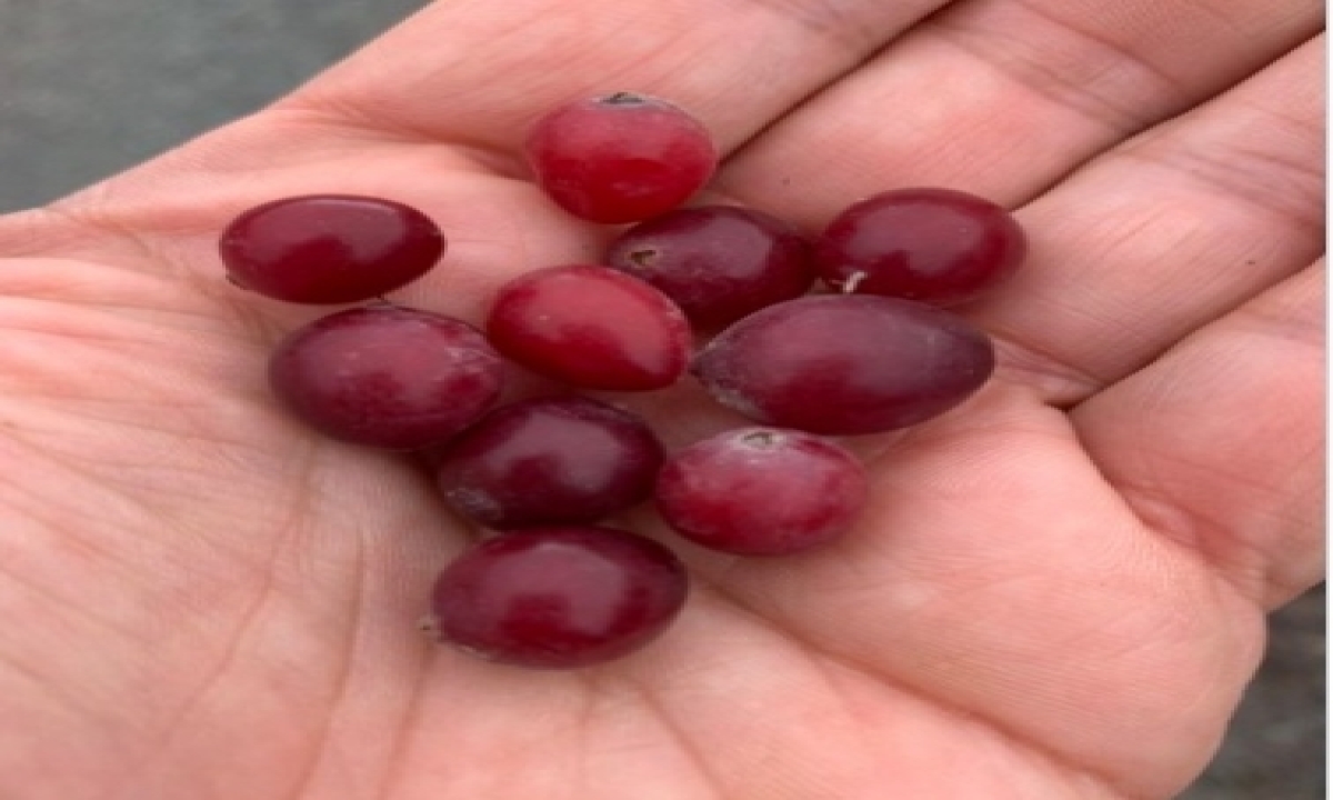 Eating cranberries may help improve memory, ward off dementia