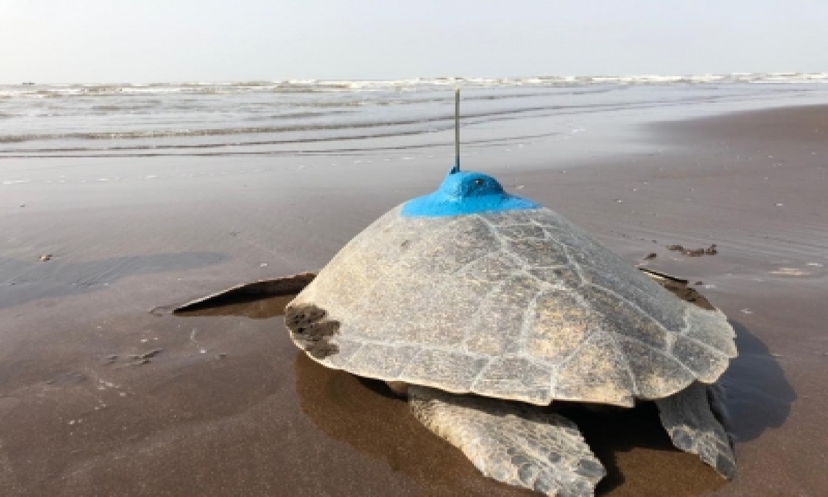 First For Western Coast Of India, Olive Ridley Turtle Satellite Tagged In Maharashtra #western #coast-TeluguStop.com