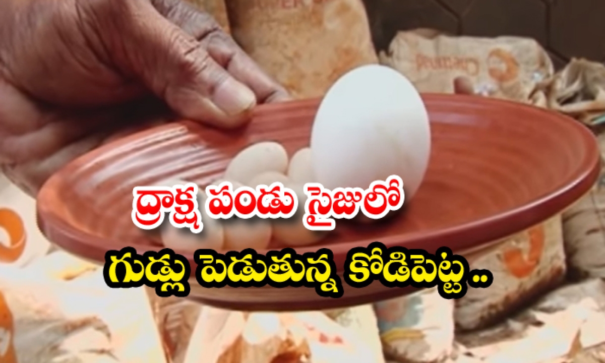  Hen Laying Eggs The Size Of A Grapefruit , Amazing Hen, Viral Video-TeluguStop.com