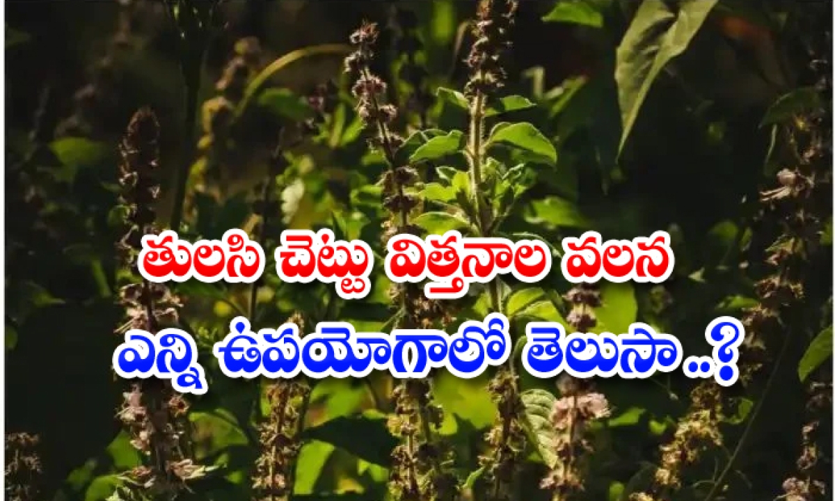  Do You Know The Many Uses Of Basil Tree Seeds, Tulasi Plant, Seed, Benefits, Latest News, Benifits, Health Care, Health Tips-TeluguStop.com