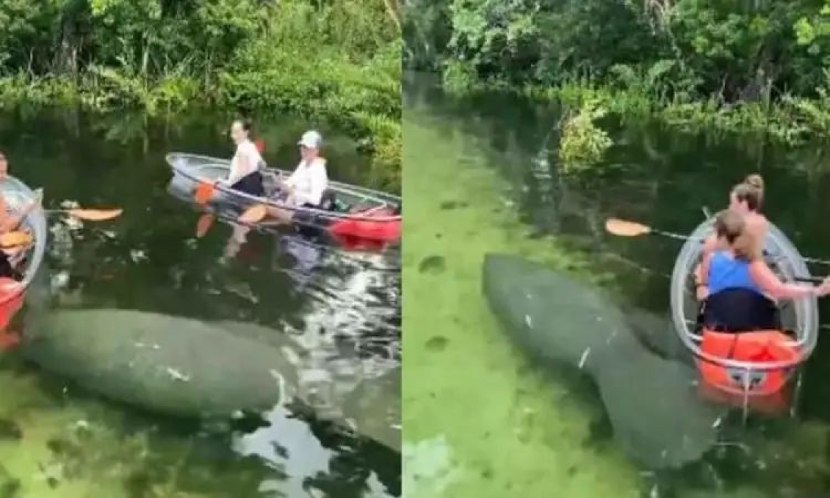  Viral The Fish That Caused A Heart Attack To The Tourists Who Went To Go Boating Because, Viral Latest, Viral News, Wiki Watch In Florida, Usa, Fish, Heart Attack'-TeluguStop.com