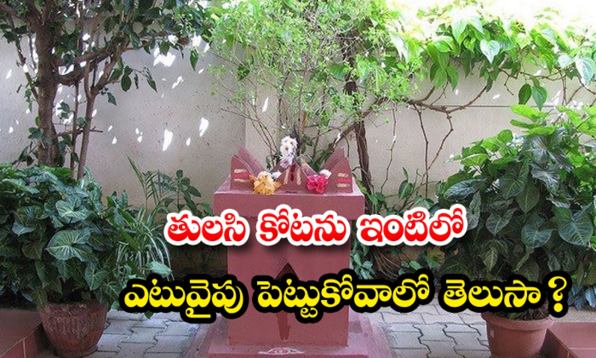 Where To Plant Tulsi At Home , Plant Tulsi, Home, Telugu Devotional-TeluguStop.com