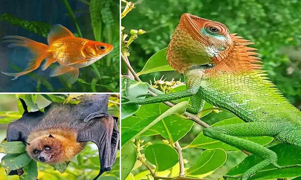  Do You Know Why The Chameleon Changes Colors The Answer You Guessed Is Wrong , Chameleon, Viral News ,contro Body Tempareture , Scintifically , Chameleon Colour Changes ,-TeluguStop.com