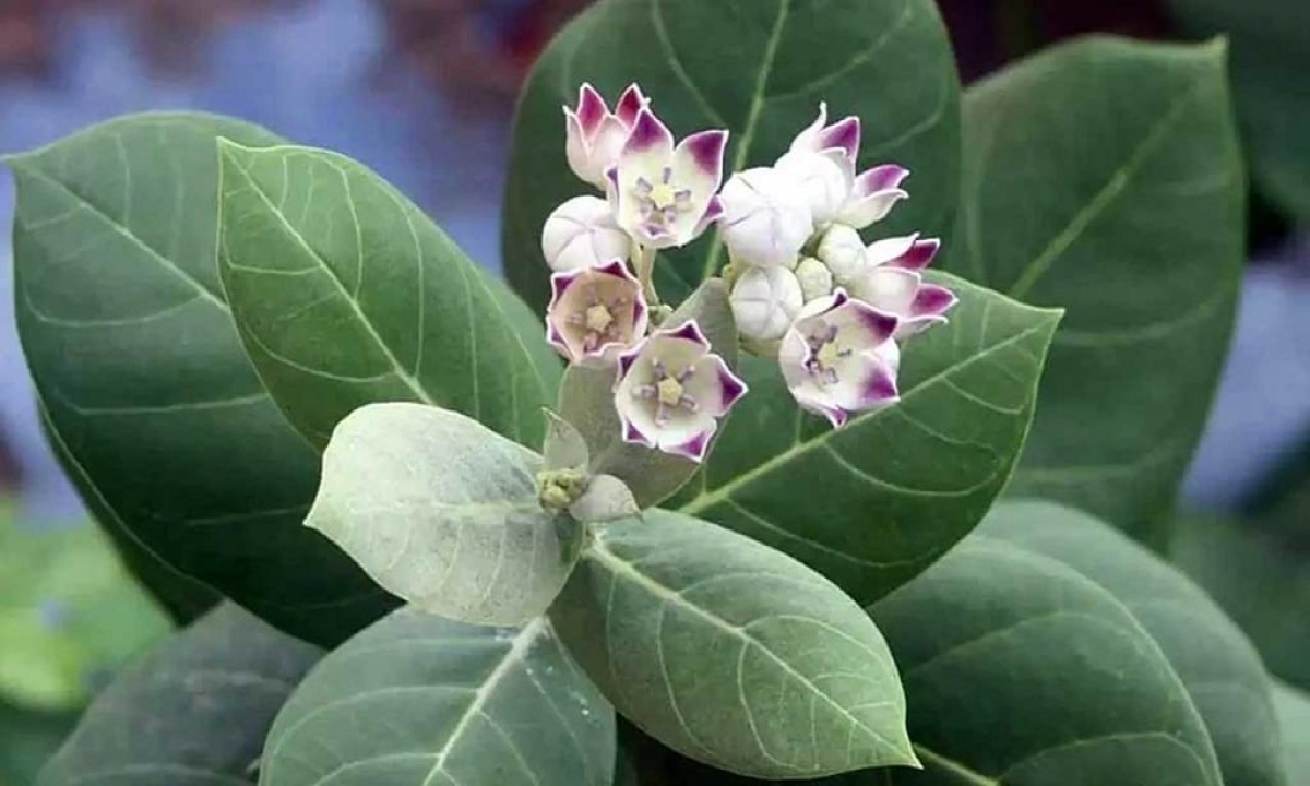  This Plant Will Protect The Family From Evil Forces , Evil Froces, Worship, Hindu Belives, Plant, Protect-TeluguStop.com