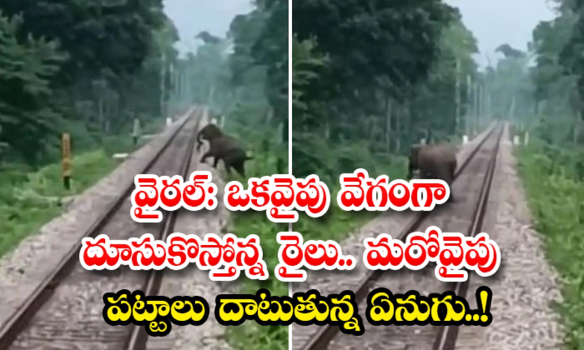  Viral Loco Pilots Save Life Of An Elephant Crossing Tracks In Bengal Details, Elephant, Train, Viral Latest, Viral News, Social Media , Viral ,loco Pilots ,save Life Of An Elephant , Elephant Crossing Tracks , North Bengal, Elephant On Railway Tracks-TeluguStop.com