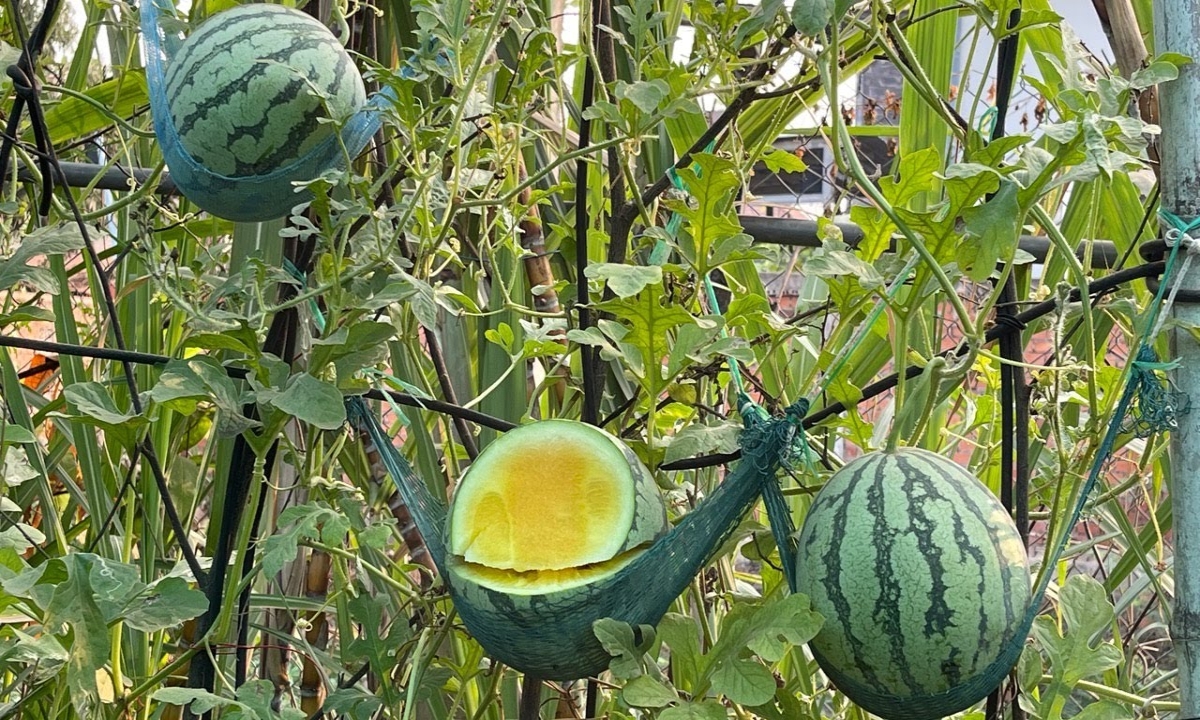  Yellow Watermelons Gives Profit , Watermelon, Yellow Watermelons, Surendra Tiwari, Jasrapur , Rajasthan-TeluguStop.com