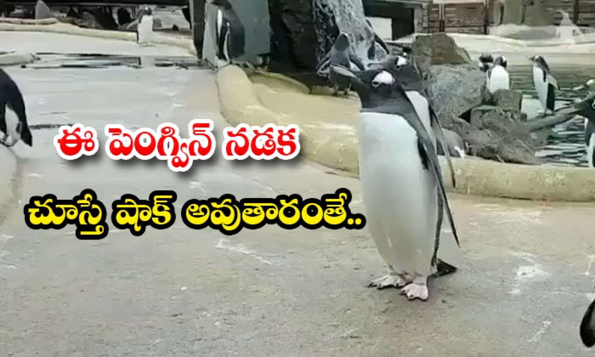  You Are Shocked To See This Penguin Walk Details, Penguin, Viral Video, Penguin Walking, Viral Animals Video, Cute Penguin, Walking Penguin, Social Media, Viral Video-TeluguStop.com