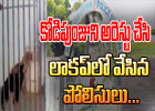  Khammam Police Arrested A Rooster And Kept In Lockup For One Day-TeluguStop.com