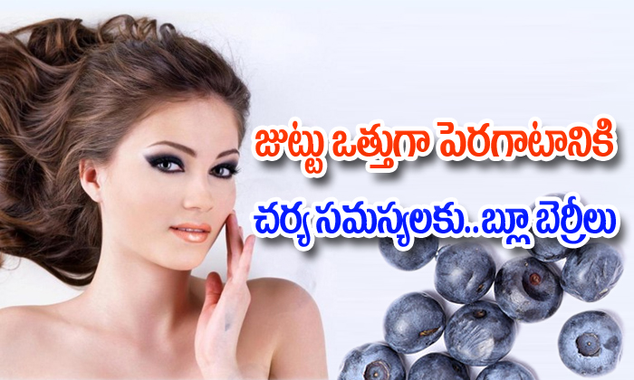  Blueberries Benefits In Skin And Hair-జుట్టు ఒత్తుగా పెరగటానికి,చర్మ సమస్యలకు#8230;. బ్లూ బెర్రీలు-Telugu Health-Telugu Tollywood Photo Image-TeluguStop.com
