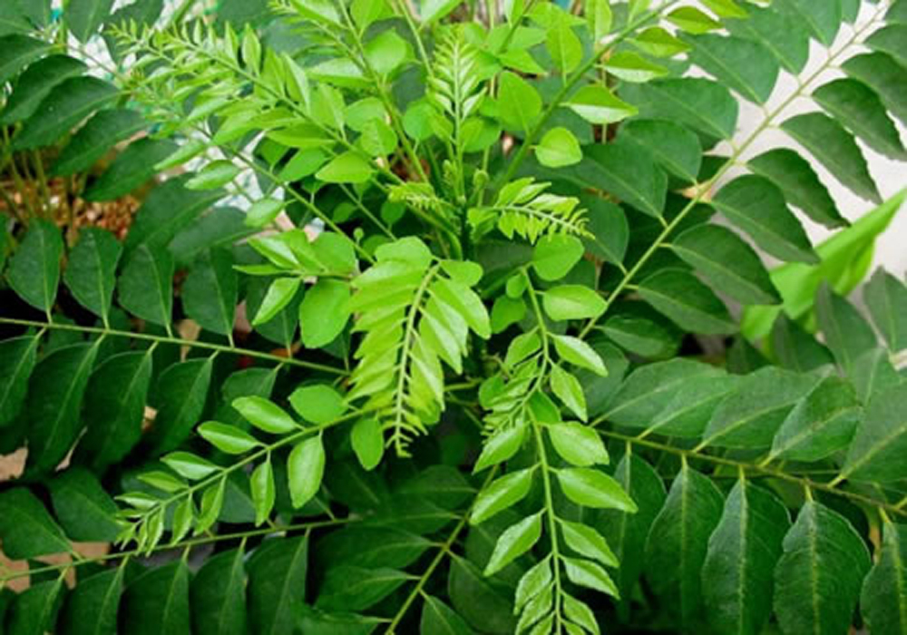 how to stop hair loss with curry leaves -