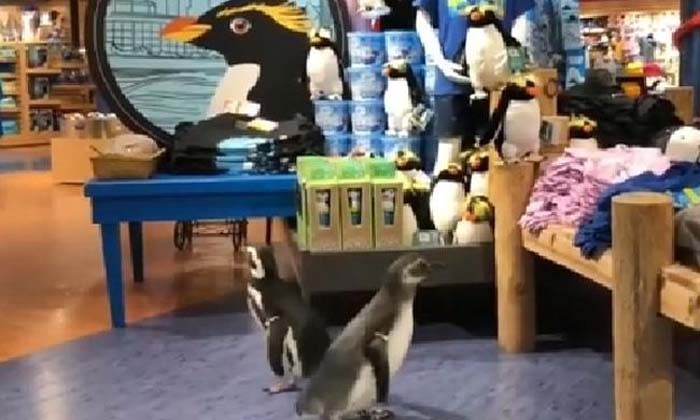  Penguins, Penguin Gift Shop, Viral Video, Washington-TeluguStop.com