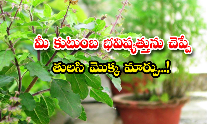  Sudden Changes In Tulasi Plant Tells Future, Tulasi Plant,tulasi Plant Dryness,-TeluguStop.com