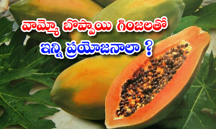  Wonderful Health Benefits Of Papaya Seeds! Papaya Seeds, Papaya, Latest News, Health Tips, Health,-TeluguStop.com