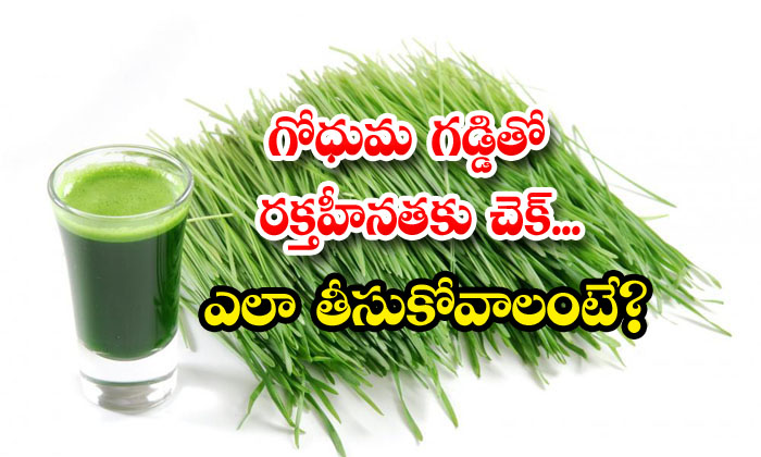  Wheatgrass Help To Reduce Anemia! Wheatgrass, Anemia, Latest News, Benefits Of Wheatgrass, Blood, Health Tips, Good Health,-TeluguStop.com