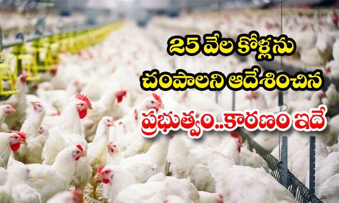  Serum Institute Tests,seasonal Diseases,bird Flu , Denmark,kill 25 Thousand Chickens,veterinary And Food Administration-TeluguStop.com