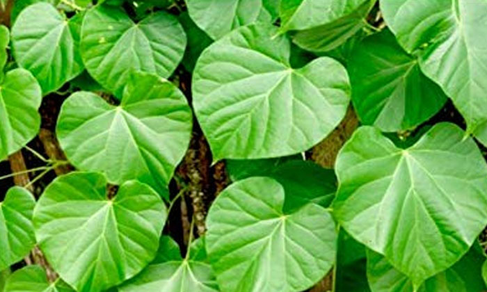 Telugu Eating, Health Benefits, Health Care, Health Tips, Tippatega Leafs-Latest News - Telugu Telugu Eating, Health Benefits, Health Care, Health Tips, Tippatega Leafs-Latest News - Telugu