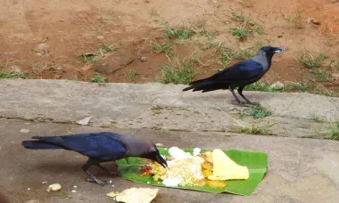 Telugu Crows, Food For Crows, Indian Tredition, పిండ ప్రధానం-Telugu Bhakthi Telugu Crows, Food For Crows, Indian Tredition, పిండ ప్రధానం-Telugu Bhakthi