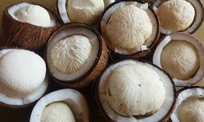 Telugu Benefits Of Coconut Flower, Coconut, Coconut Flower, Eating Coconut Flower, Good Health, Health, Health Tips, Latest News-Telugu Health - తెలుగు హెల్త్ టిప్స్ ,చిట్కాలు Telugu Benefits Of Coconut Flower, Coconut, Coconut Flower, Eating Coconut Flower, Good Health, Health, Health Tips, Latest News-Telugu Health - తెలుగు హెల్త్ టిప్స్ ,చిట్కాలు