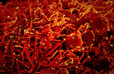 India Detects Over 24k Mutations In 7k Variants Of Covid (ians Exclusive)-TeluguStop.com