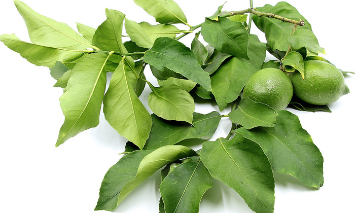 Telugu Benefits Of Lemon Leaves, Good Health, Health, Health Tips, Lemon, Lemon Leaves, Lemon Leaves For Health-Telugu Health - తెలుగు హెల్త్ టిప్స్ ,చిట్కాలు Telugu Benefits Of Lemon Leaves, Good Health, Health, Health Tips, Lemon, Lemon Leaves, Lemon Leaves For Health-Telugu Health - తెలుగు హెల్త్ టిప్స్ ,చిట్కాలు