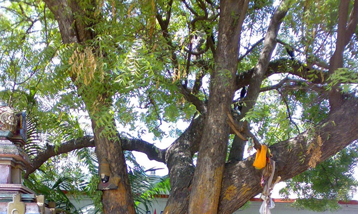  Why Do We See Neem And Peepal Tree In Temple , Ravi Tree, Neem Tree, Marrige, Reason-వేప చెట్టు రావి చెట్టుకు పెళ్లి చేయడానికి కారణం..-Latest News - Telugu-Telugu Tollywood Photo Image-TeluguStop.com