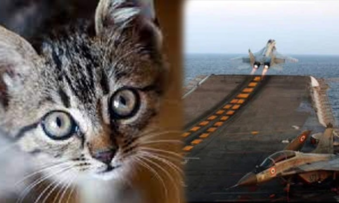 Telugu Air, Cat, Flight, Flight Drving, Pilot, Viral Latest, Viral News-Latest News - Telugu Telugu Air, Cat, Flight, Flight Drving, Pilot, Viral Latest, Viral News-Latest News - Telugu