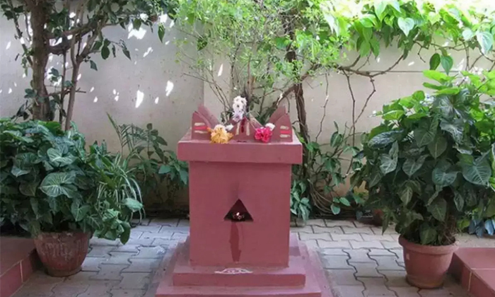Telugu Basil Plant, Blames, Dark Basil, Hindu Traditions, Pooja, Roof Top, South Facing, Tulasi, Vasthu Sastra Professionals-Telugu Bhakthi Telugu Basil Plant, Blames, Dark Basil, Hindu Traditions, Pooja, Roof Top, South Facing, Tulasi, Vasthu Sastra Professionals-Telugu Bhakthi
