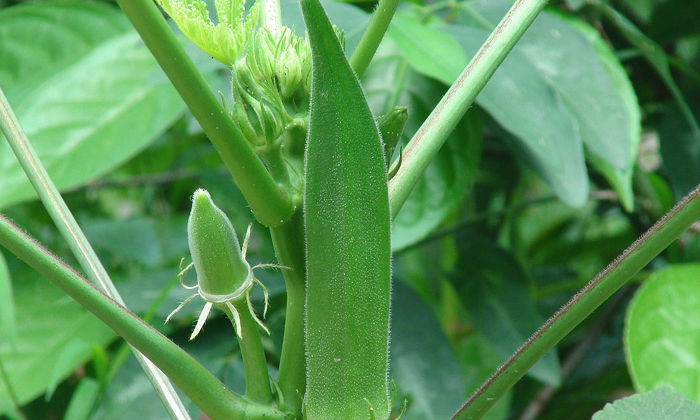 Telugu Calcium, Calcium Deficiency, Calcium Deficiency Problems, Calcium Rich Foods, Good Food, Good Health, Health, Health Tips, Latest News-Telugu Health - తెలుగు హెల్త్ టిప్స్ ,చిట్కాలు Telugu Calcium, Calcium Deficiency, Calcium Deficiency Problems, Calcium Rich Foods, Good Food, Good Health, Health, Health Tips, Latest News-Telugu Health - తెలుగు హెల్త్ టిప్స్ ,చిట్కాలు