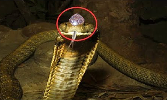 Telugu Cobra, Mystery Of Nagamani, Nagamani, Nagula Chavithi, Pooja, Snake, Snakes Head, The Serpent-Telugu Bhakthi Telugu Cobra, Mystery Of Nagamani, Nagamani, Nagula Chavithi, Pooja, Snake, Snakes Head, The Serpent-Telugu Bhakthi