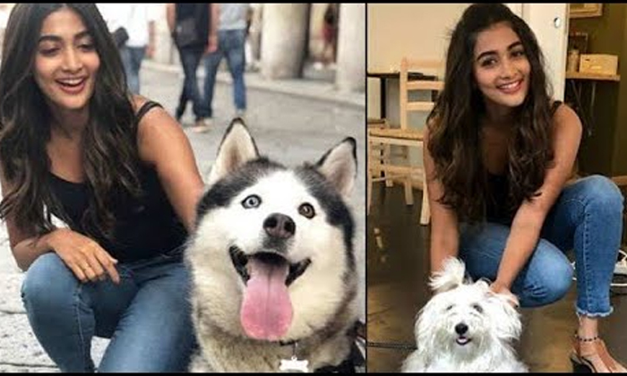 Telugu Mahesh Babu, Nagashourya, Niharika, Payal Rajputh, Pooja Hegde, Ram, Ram Charan, Samantha, Tollywood Stars And Their Pets, Vijay Devarakonda-Telugu Stop Exclusive Top Stories Telugu Mahesh Babu, Nagashourya, Niharika, Payal Rajputh, Pooja Hegde, Ram, Ram Charan, Samantha, Tollywood Stars And Their Pets, Vijay Devarakonda-Telugu Stop Exclusive Top Stories