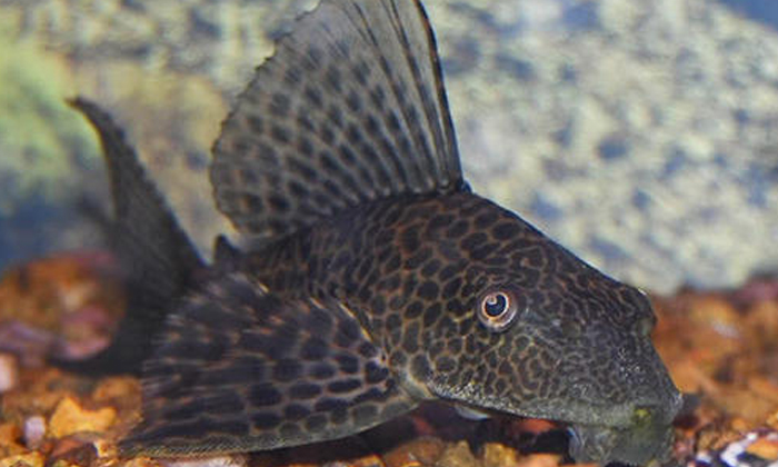 Telugu Fish, Social Media, Suckker Fish, Suckker Fish In East Godavari, Viral, Viral Latest, Viral News-Latest News - Telugu Telugu Fish, Social Media, Suckker Fish, Suckker Fish In East Godavari, Viral, Viral Latest, Viral News-Latest News - Telugu