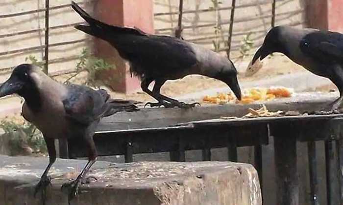 Telugu Animals, Astrology, Birds, Birds And Animals Offerings, Financial Problems, Food, Hindu Tradition, Mental Problems, Problems Sloved, Rice-Telugu Bhakthi Telugu Animals, Astrology, Birds, Birds And Animals Offerings, Financial Problems, Food, Hindu Tradition, Mental Problems, Problems Sloved, Rice-Telugu Bhakthi